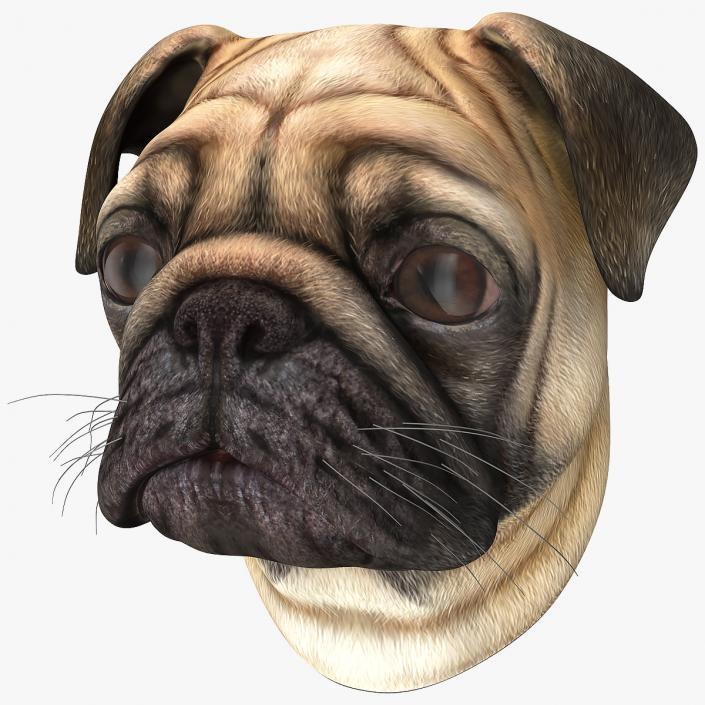 Pug Dog Head 3D