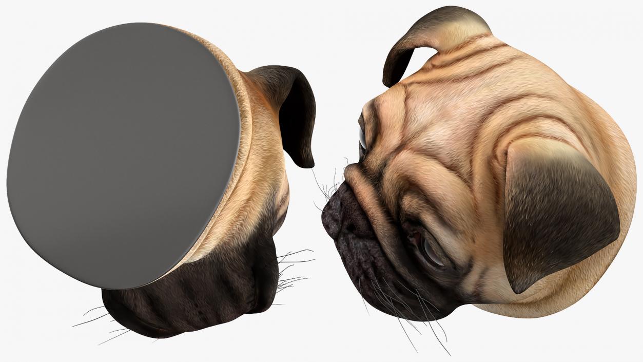 Pug Dog Head 3D