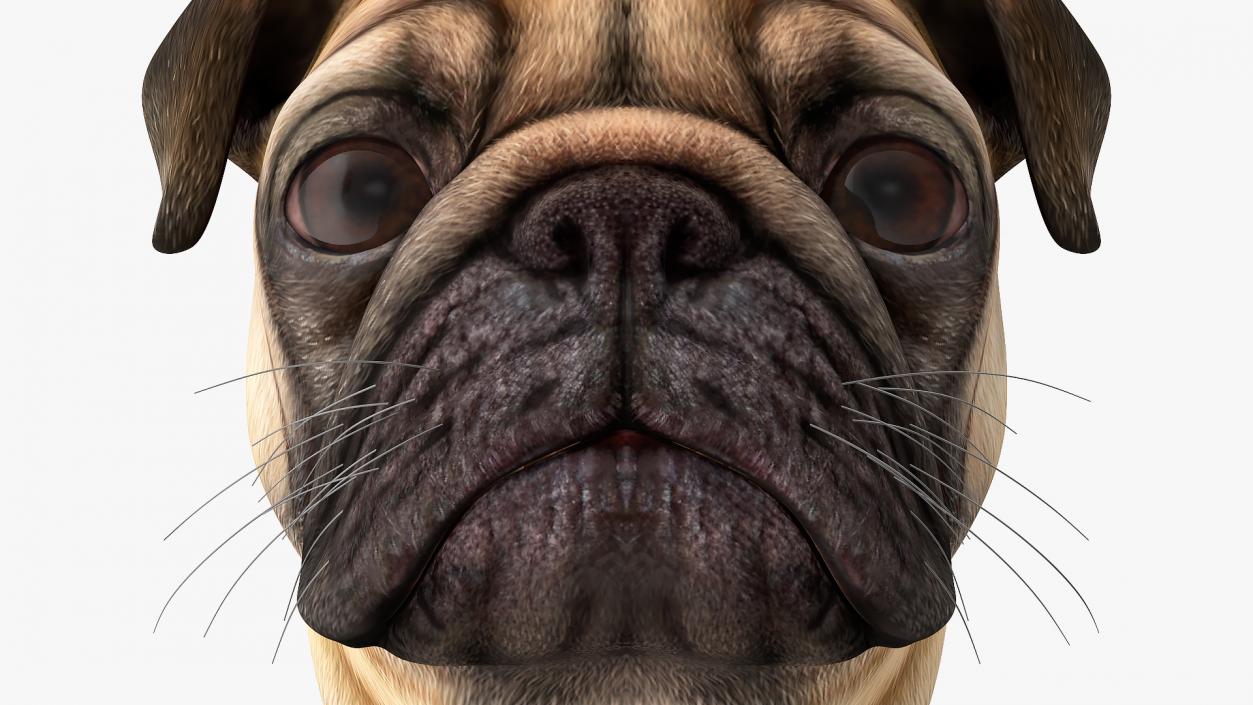 Pug Dog Head 3D