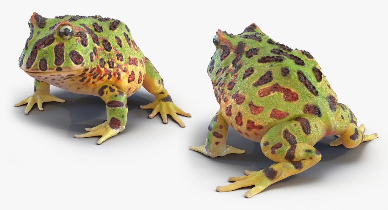 3D Frogs 3D Models Collection