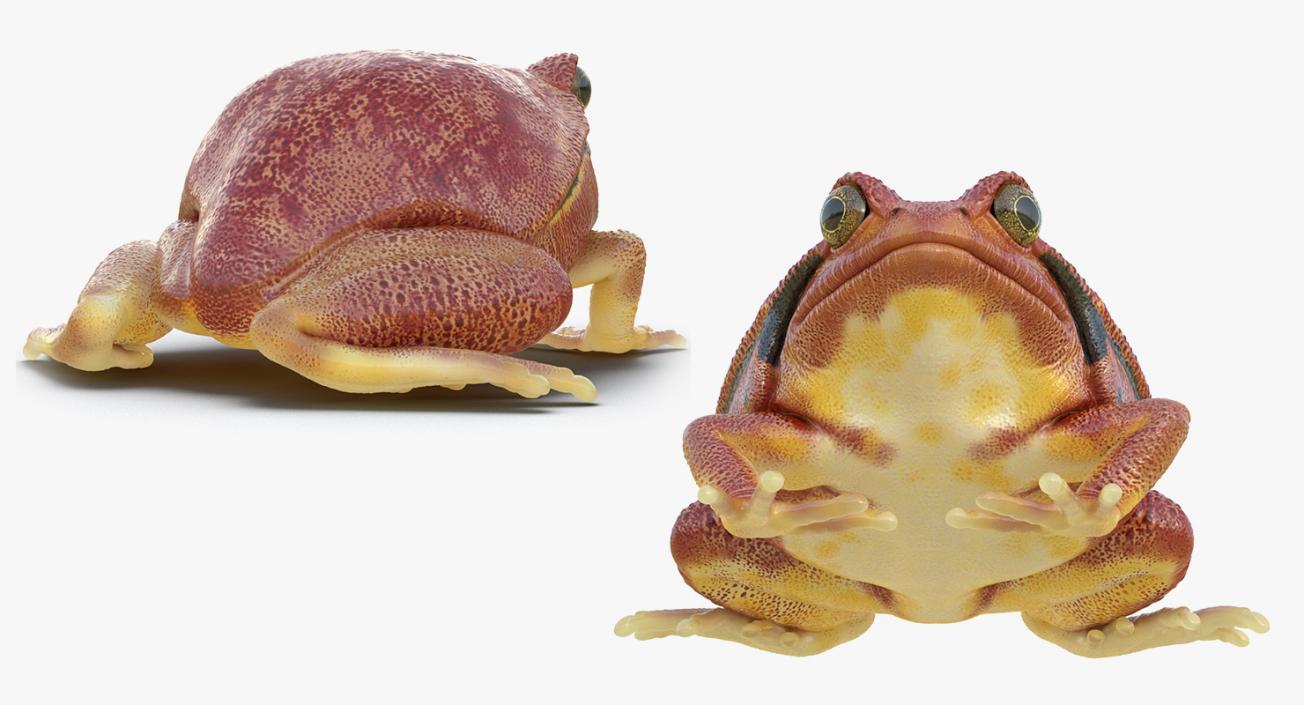 3D Frogs 3D Models Collection