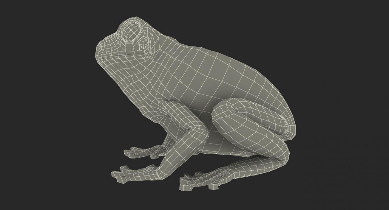 3D Frogs 3D Models Collection