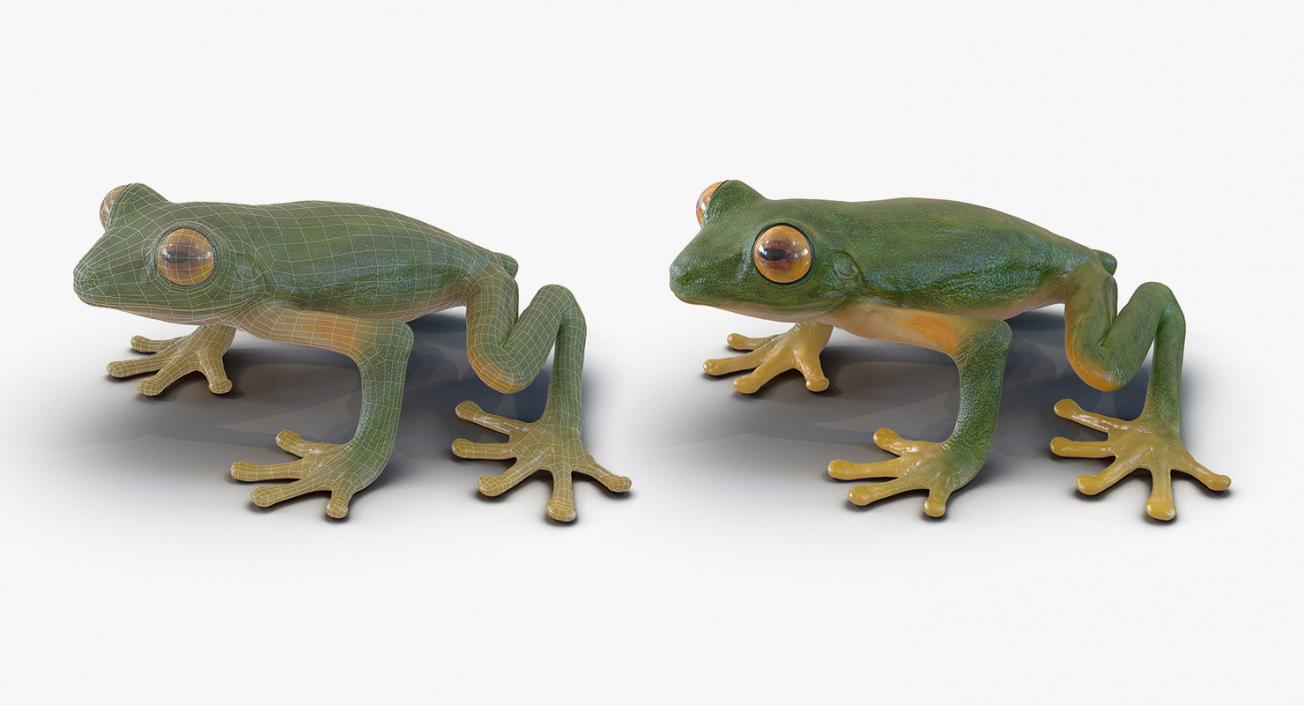 3D Frogs 3D Models Collection