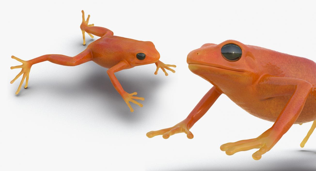 3D Frogs 3D Models Collection