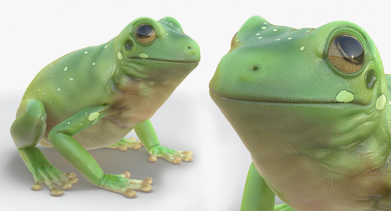 3D Frogs 3D Models Collection