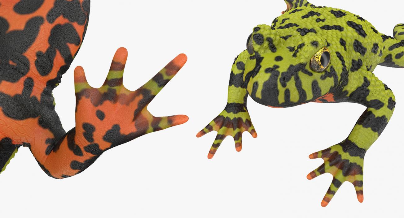 3D Frogs 3D Models Collection