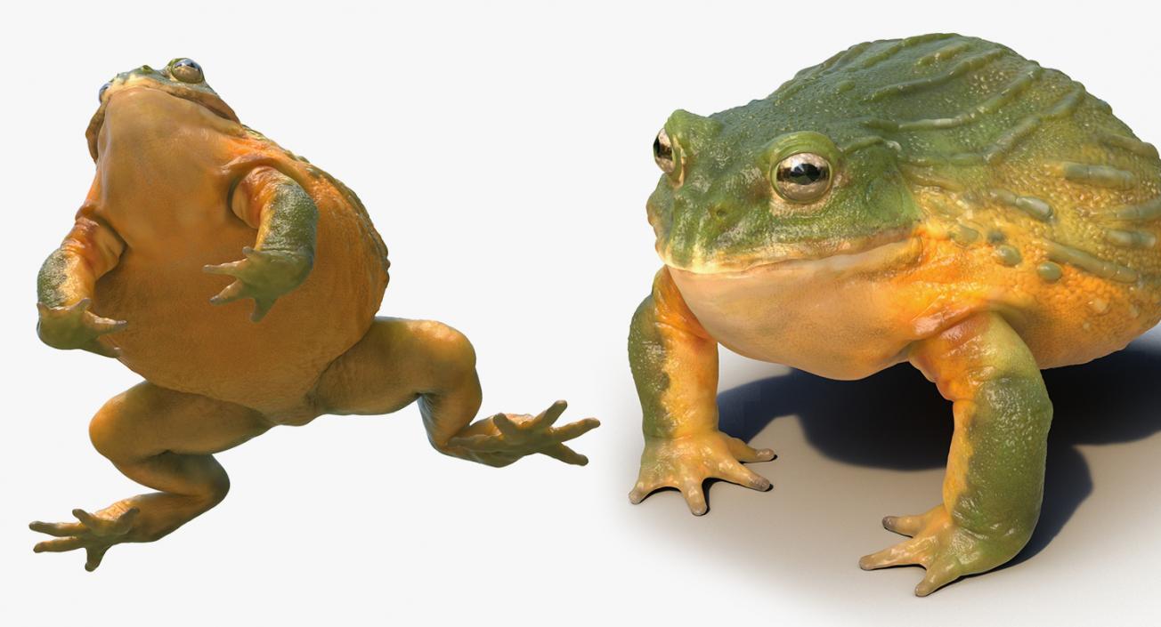 3D Frogs 3D Models Collection