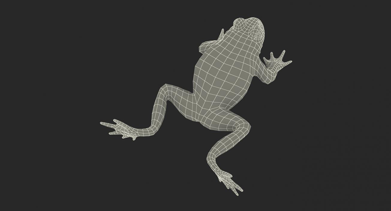 3D Frogs 3D Models Collection