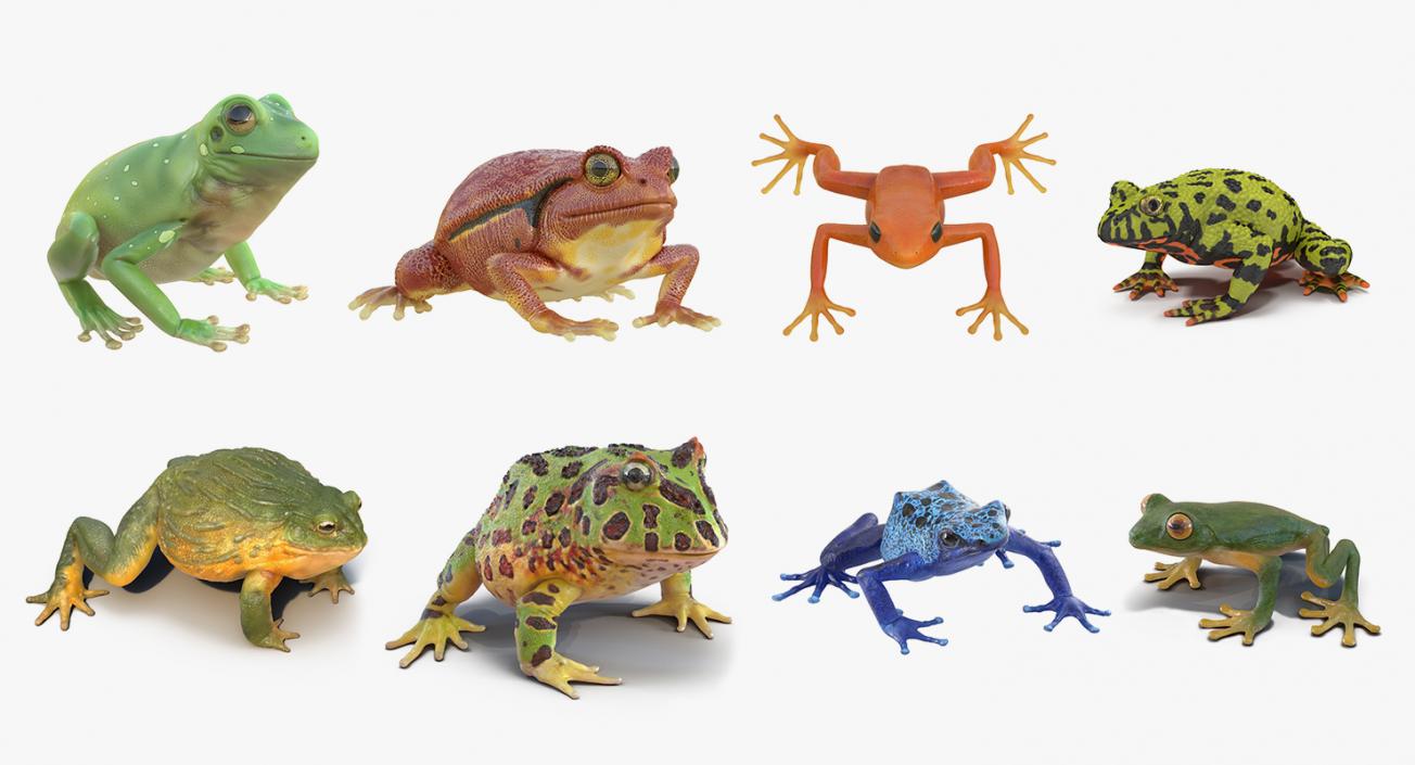 3D Frogs 3D Models Collection