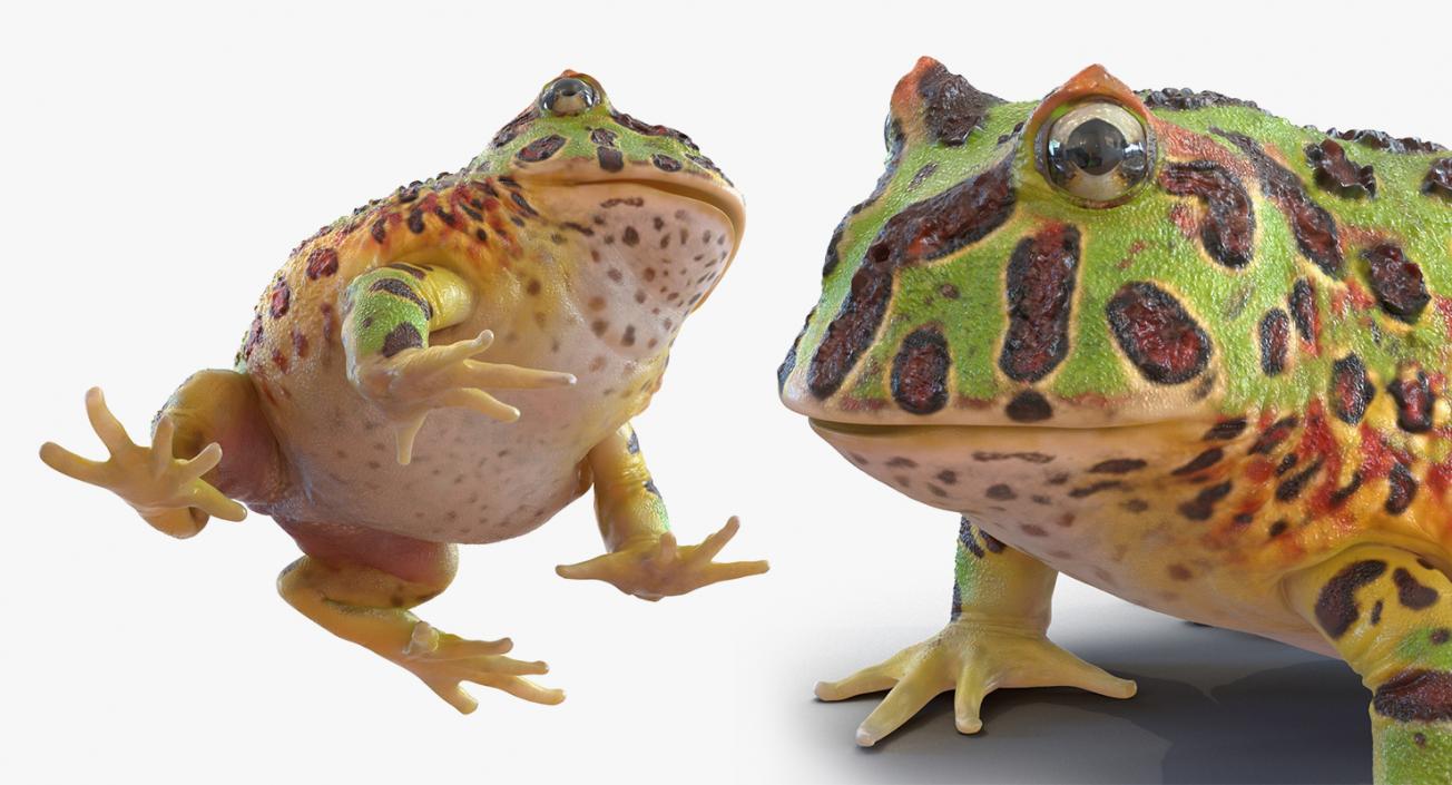 3D Frogs 3D Models Collection