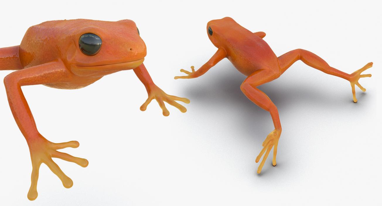 3D Frogs 3D Models Collection