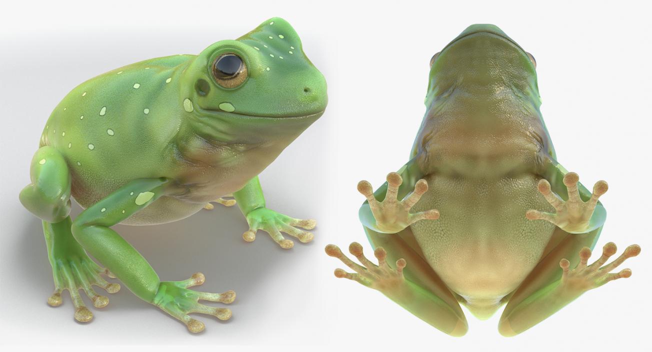 3D Frogs 3D Models Collection