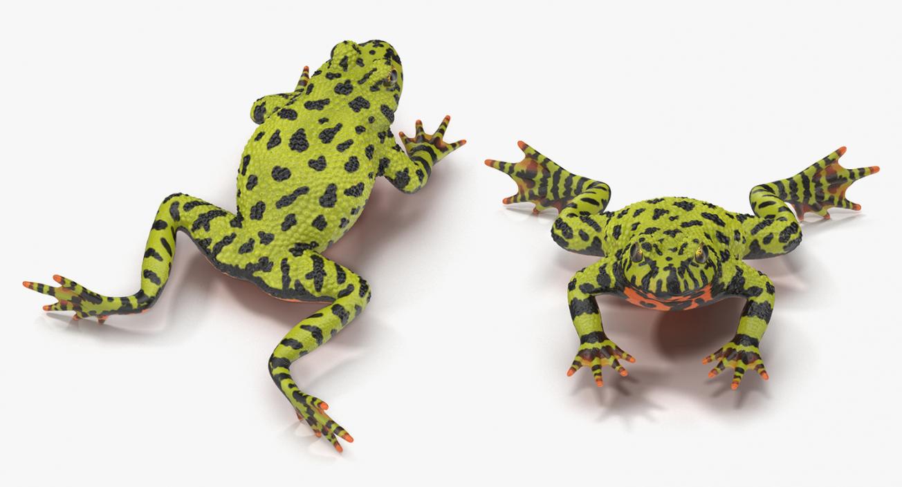 3D Frogs 3D Models Collection