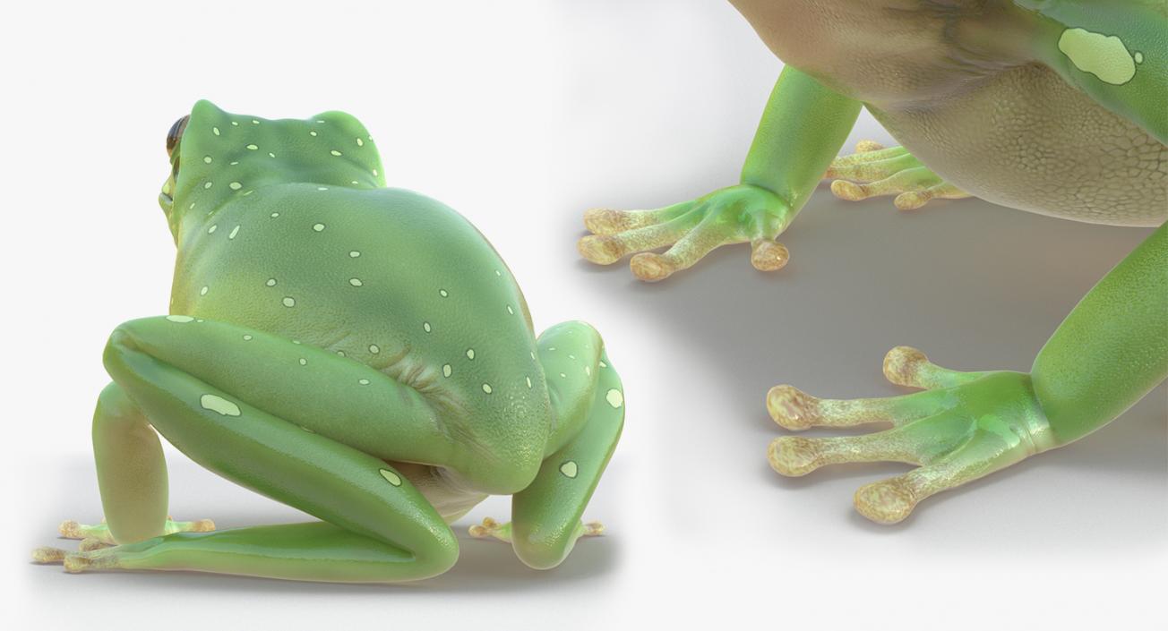 3D Frogs 3D Models Collection