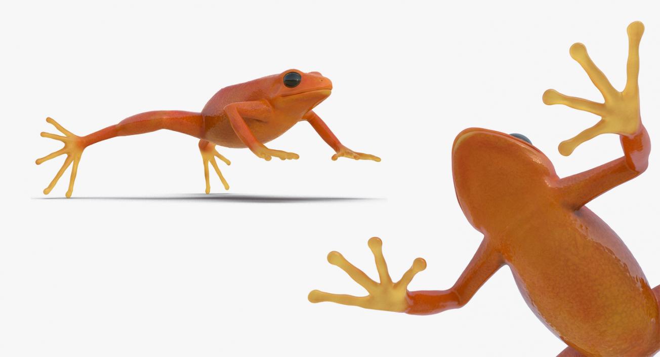 3D Frogs 3D Models Collection