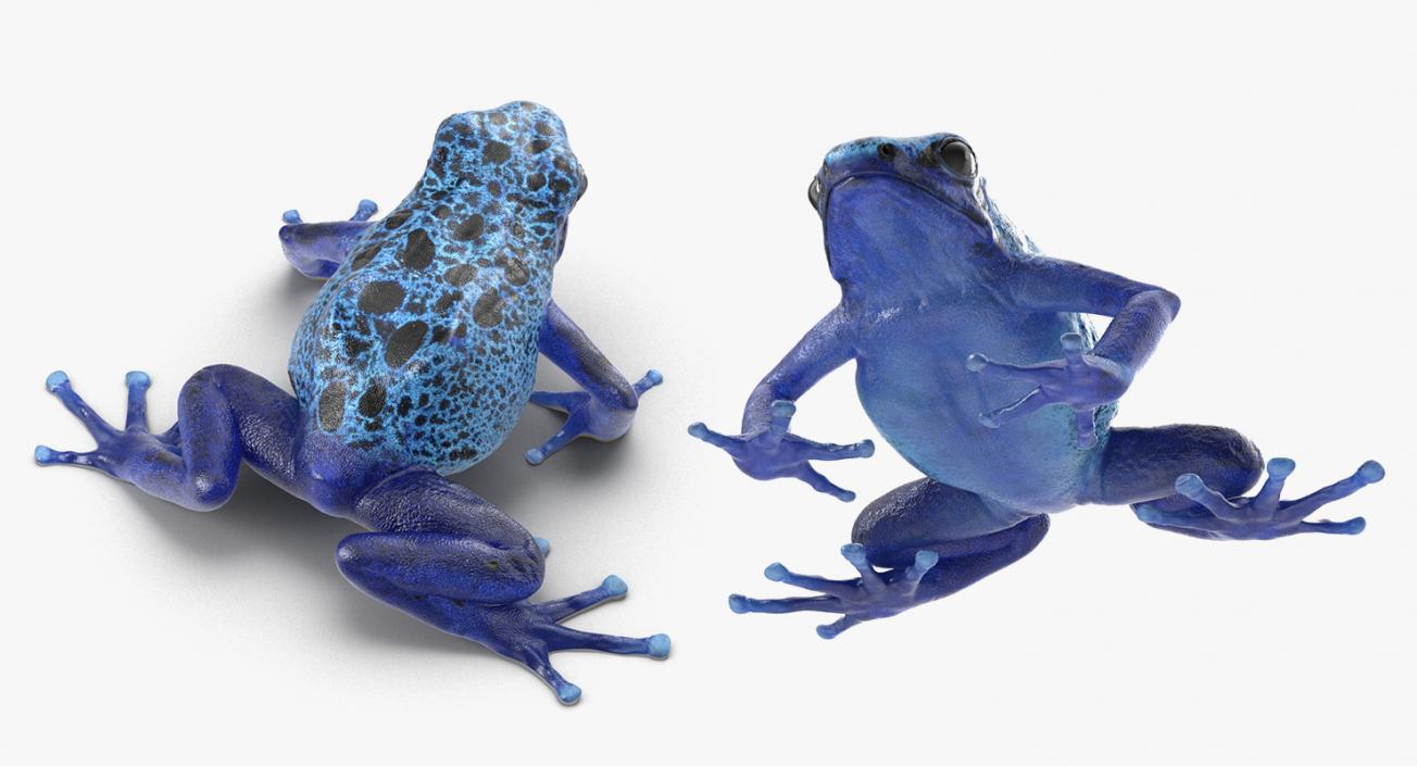 3D Frogs 3D Models Collection