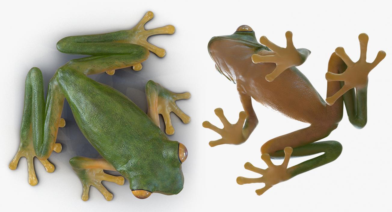 3D Frogs 3D Models Collection