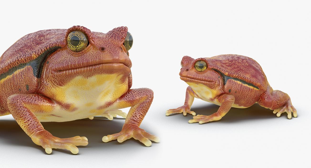 3D Frogs 3D Models Collection