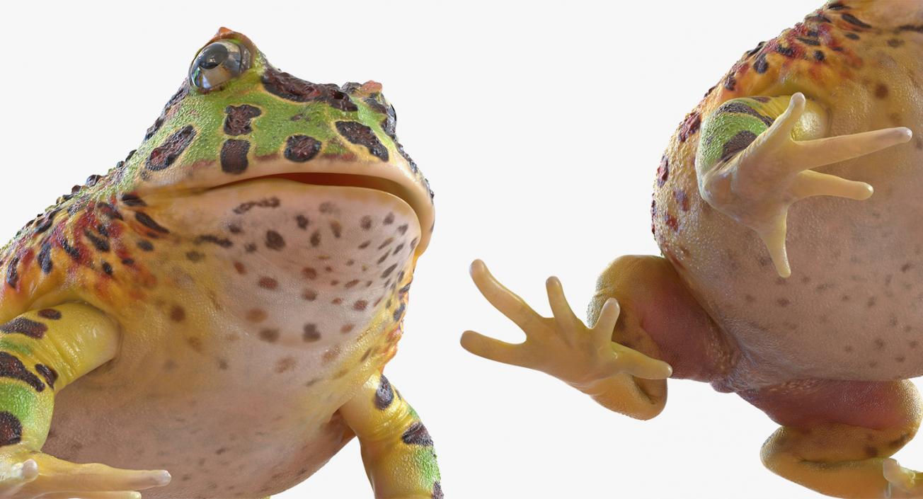 3D Frogs 3D Models Collection