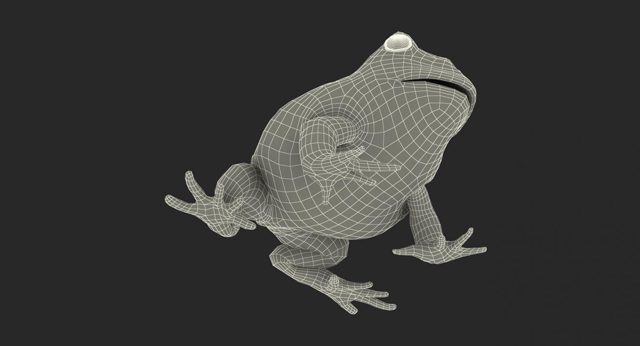 3D Frogs 3D Models Collection