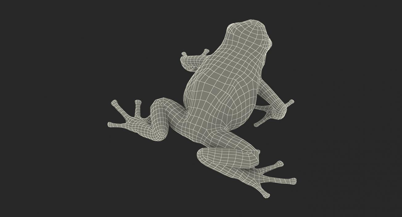 3D Frogs 3D Models Collection