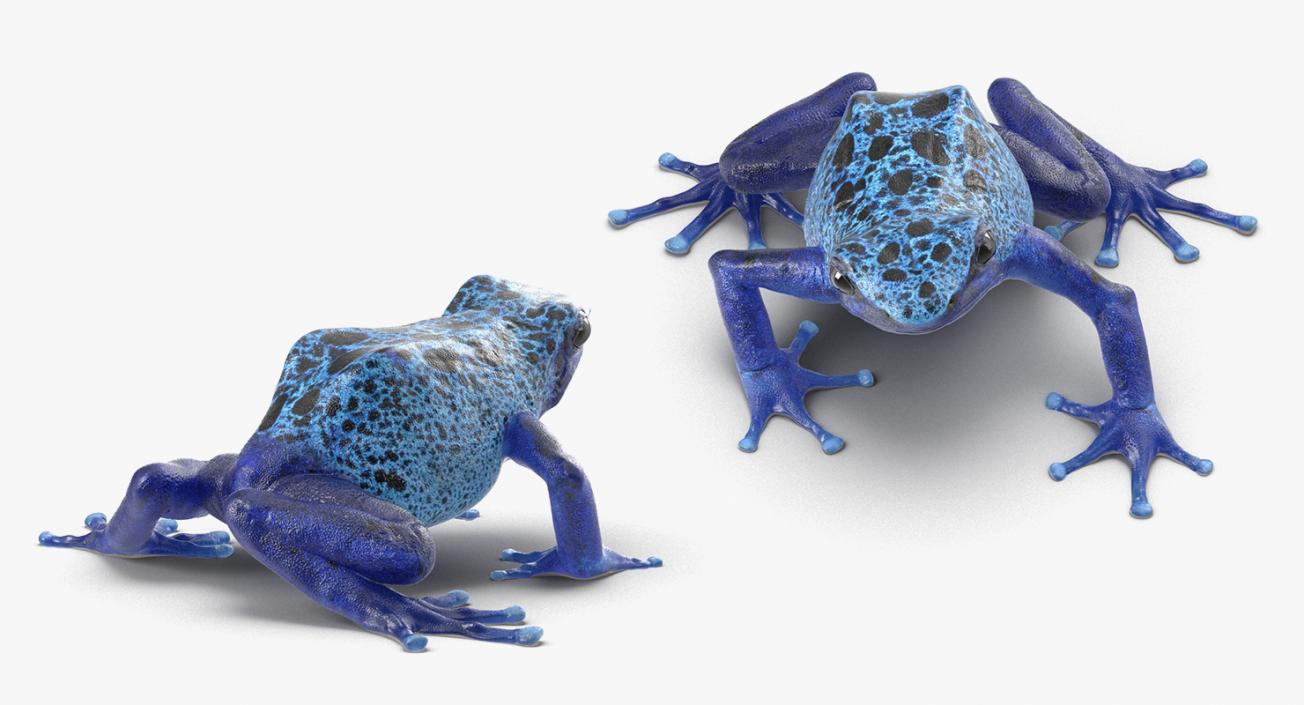 3D Frogs 3D Models Collection