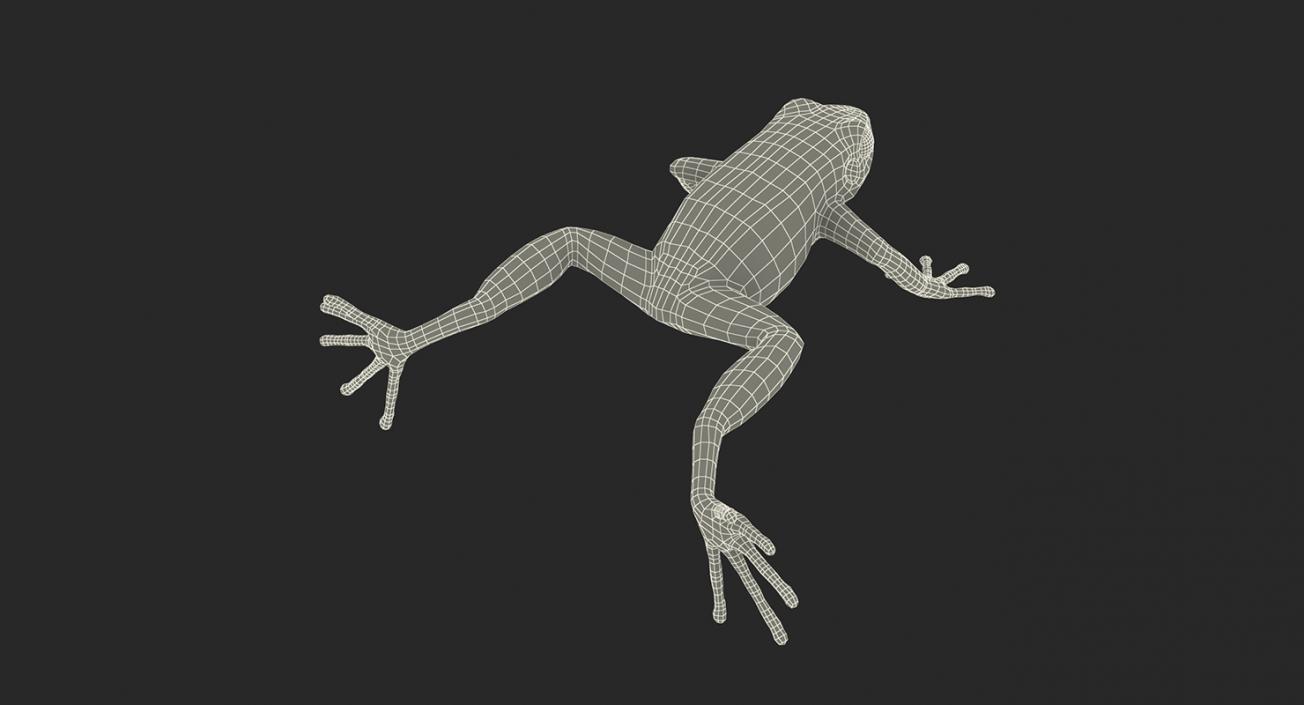 3D Frogs 3D Models Collection