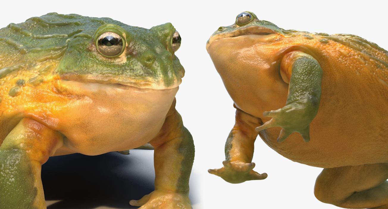 3D Frogs 3D Models Collection