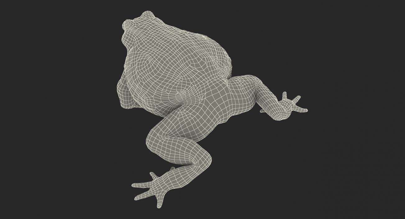 3D Frogs 3D Models Collection