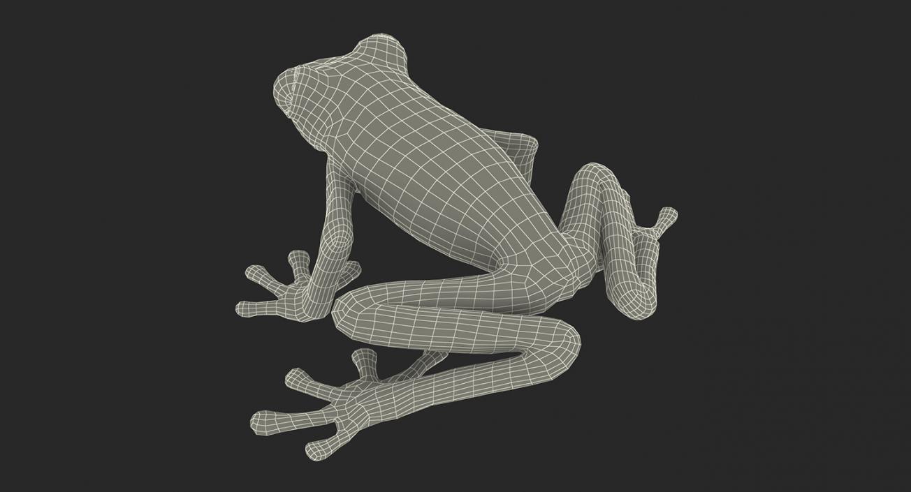 3D Frogs 3D Models Collection