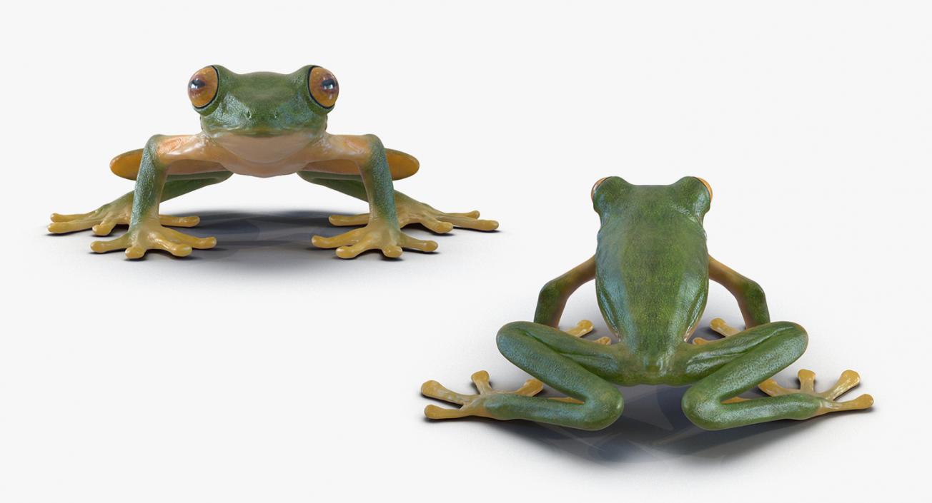 3D Frogs 3D Models Collection