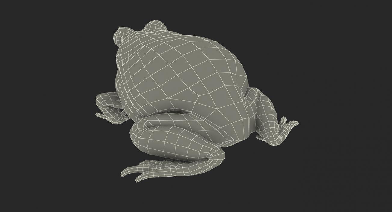 3D Frogs 3D Models Collection