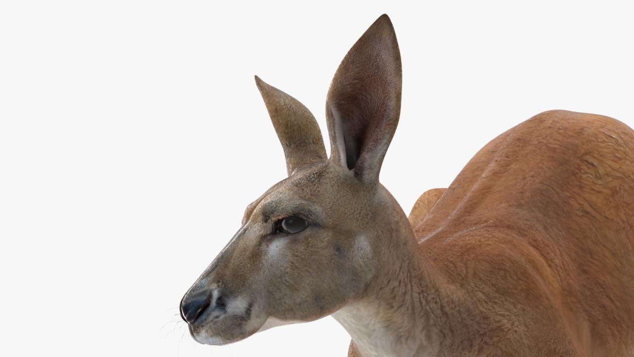 3D Kangaroo Stands on Four Paws model