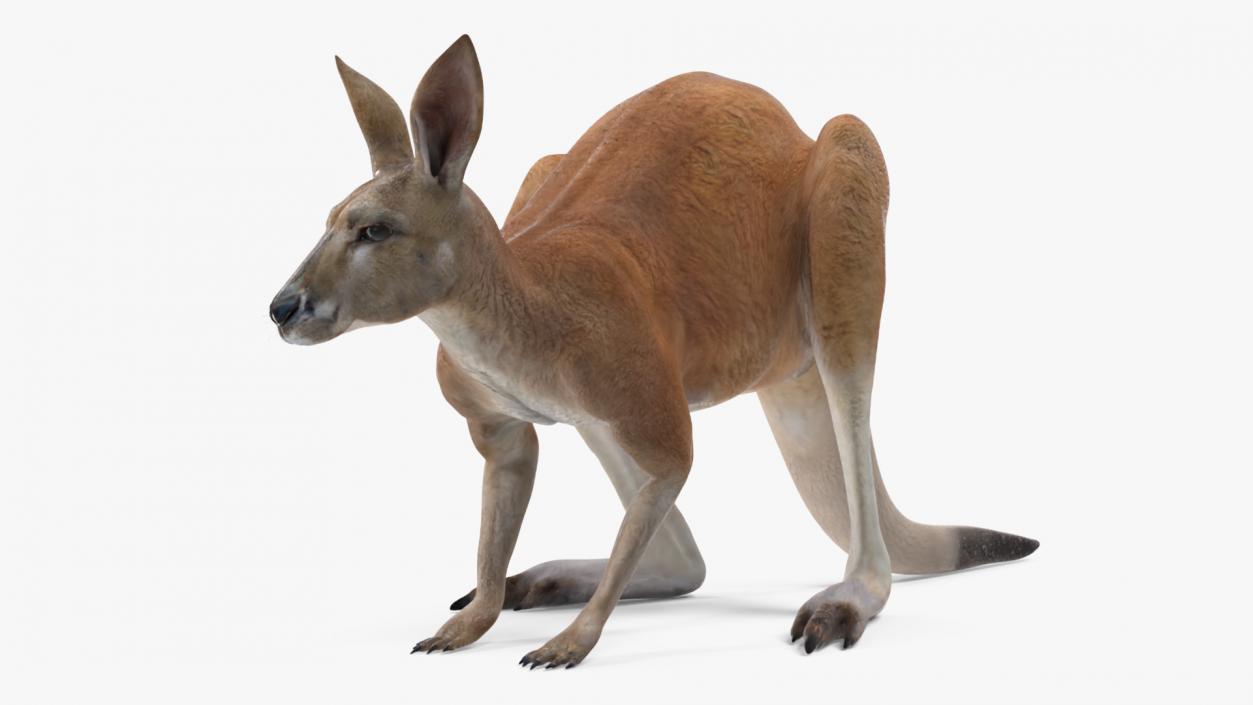 3D Kangaroo Stands on Four Paws model