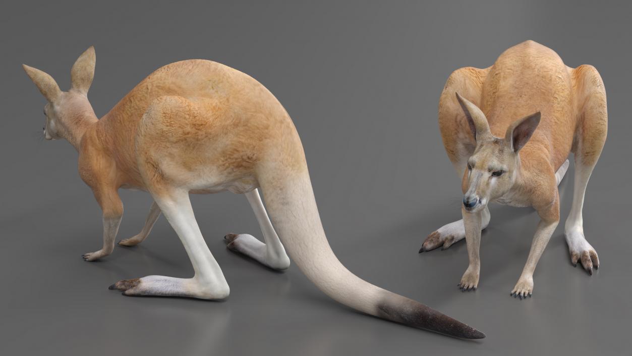 3D Kangaroo Stands on Four Paws model