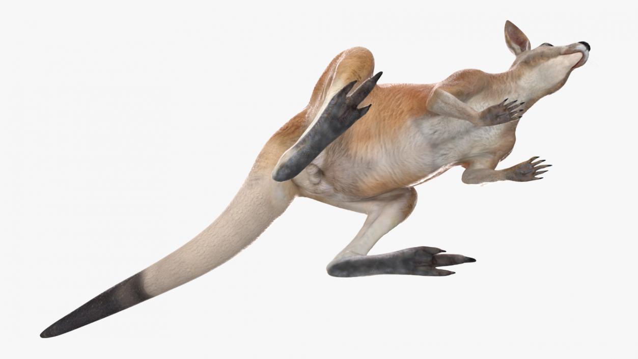 3D Kangaroo Stands on Four Paws model