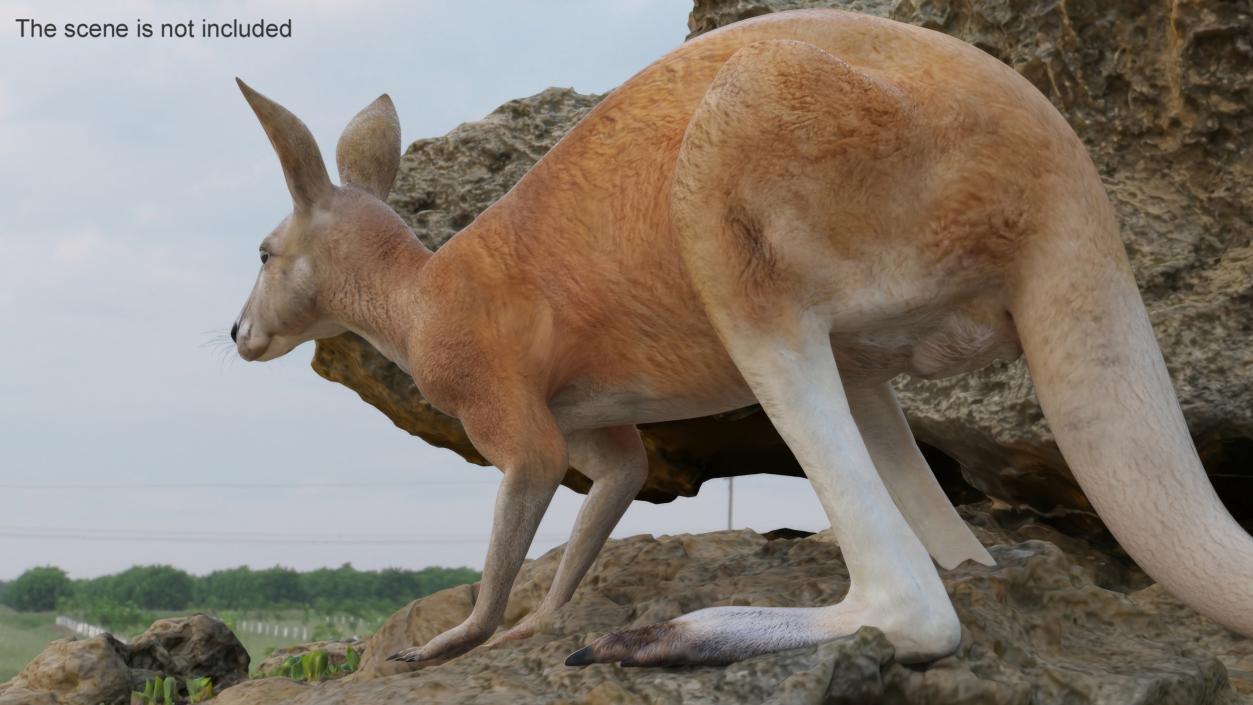 3D Kangaroo Stands on Four Paws model