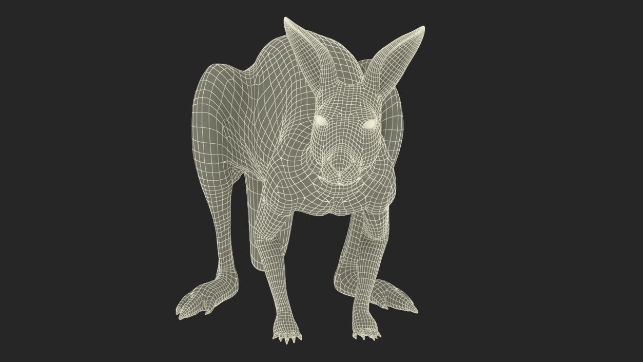 3D Kangaroo Stands on Four Paws model