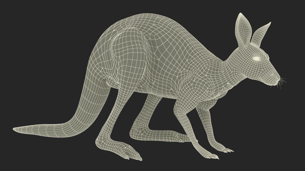 3D Kangaroo Stands on Four Paws model