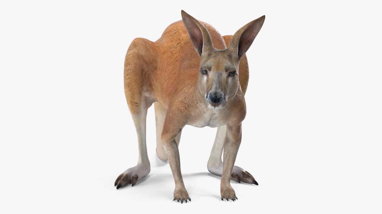 3D Kangaroo Stands on Four Paws model