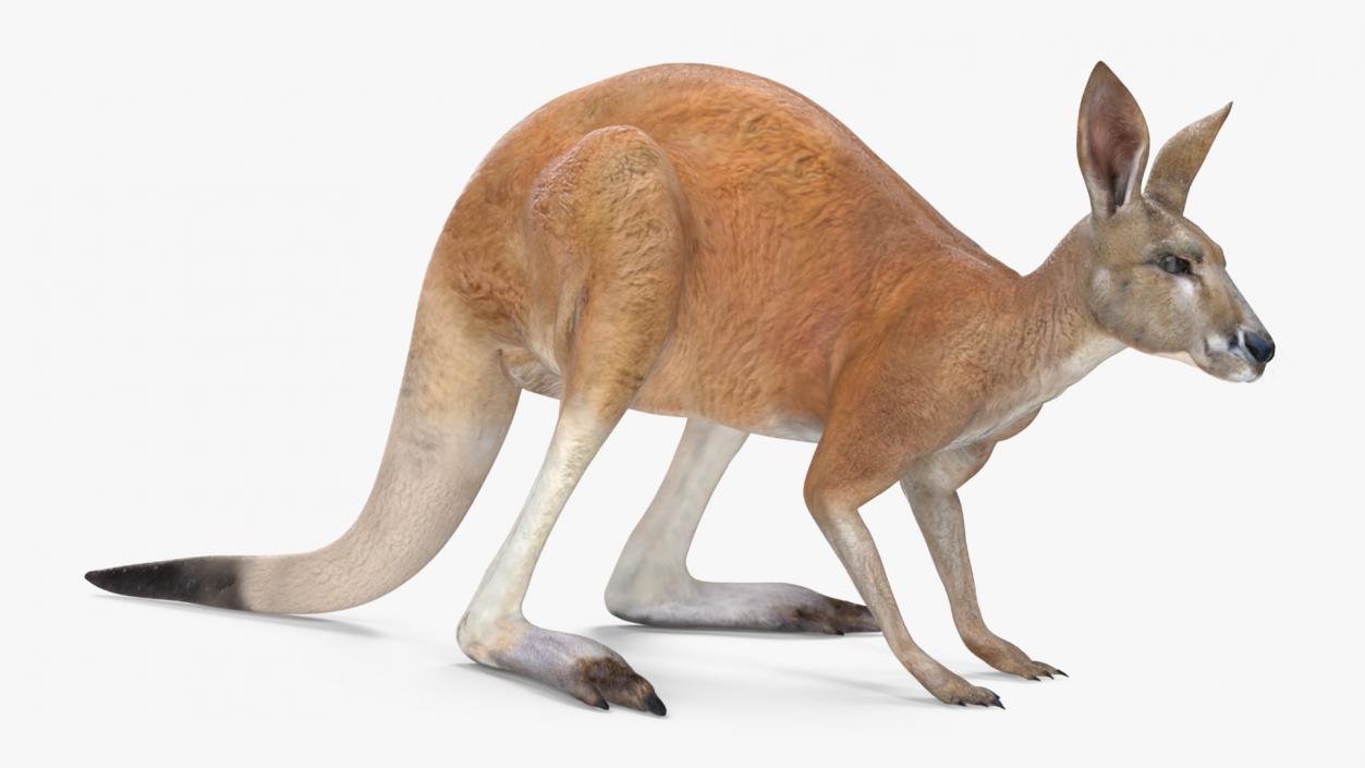 3D Kangaroo Stands on Four Paws model