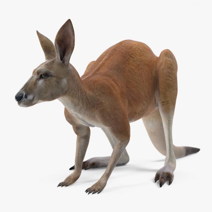 3D Kangaroo Stands on Four Paws model