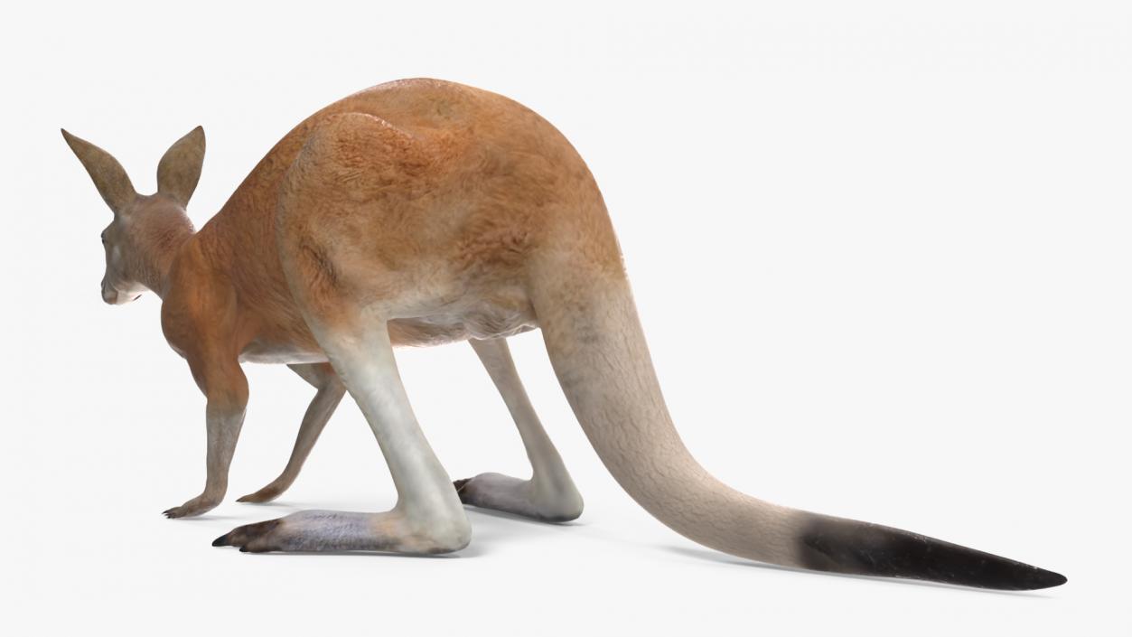 3D Kangaroo Stands on Four Paws model