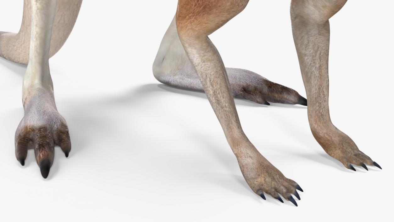 3D Kangaroo Stands on Four Paws model