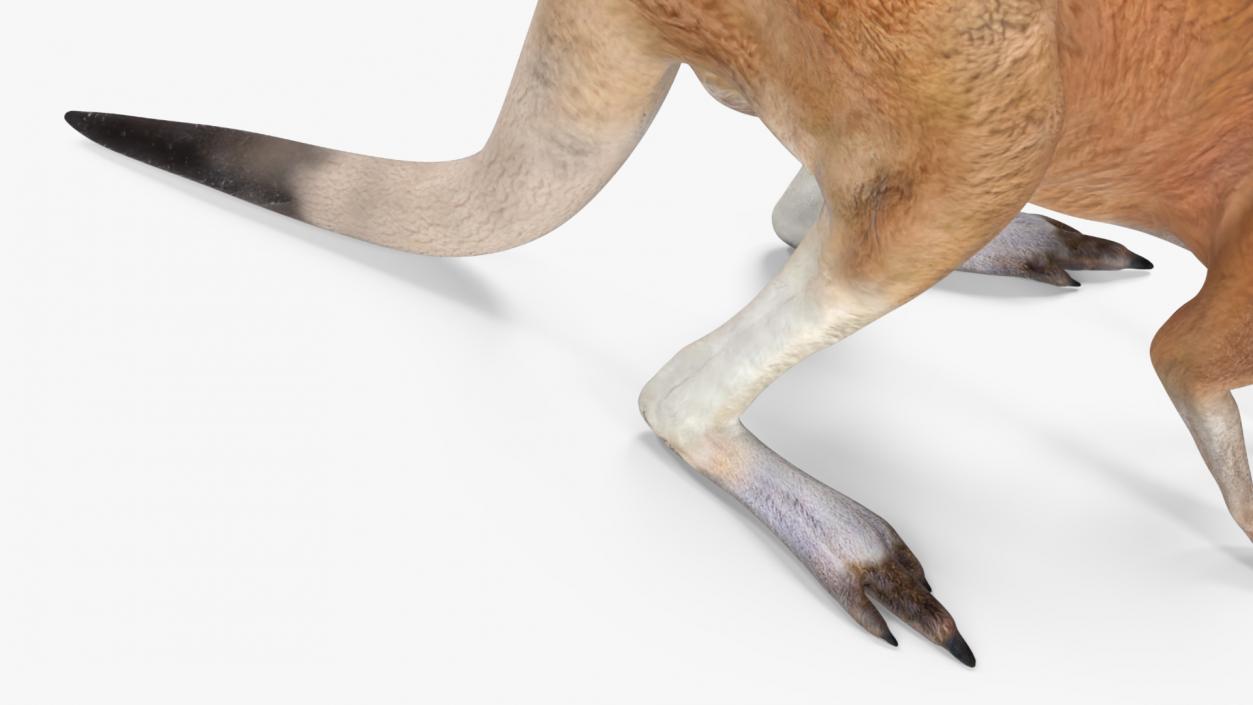 3D Kangaroo Stands on Four Paws model