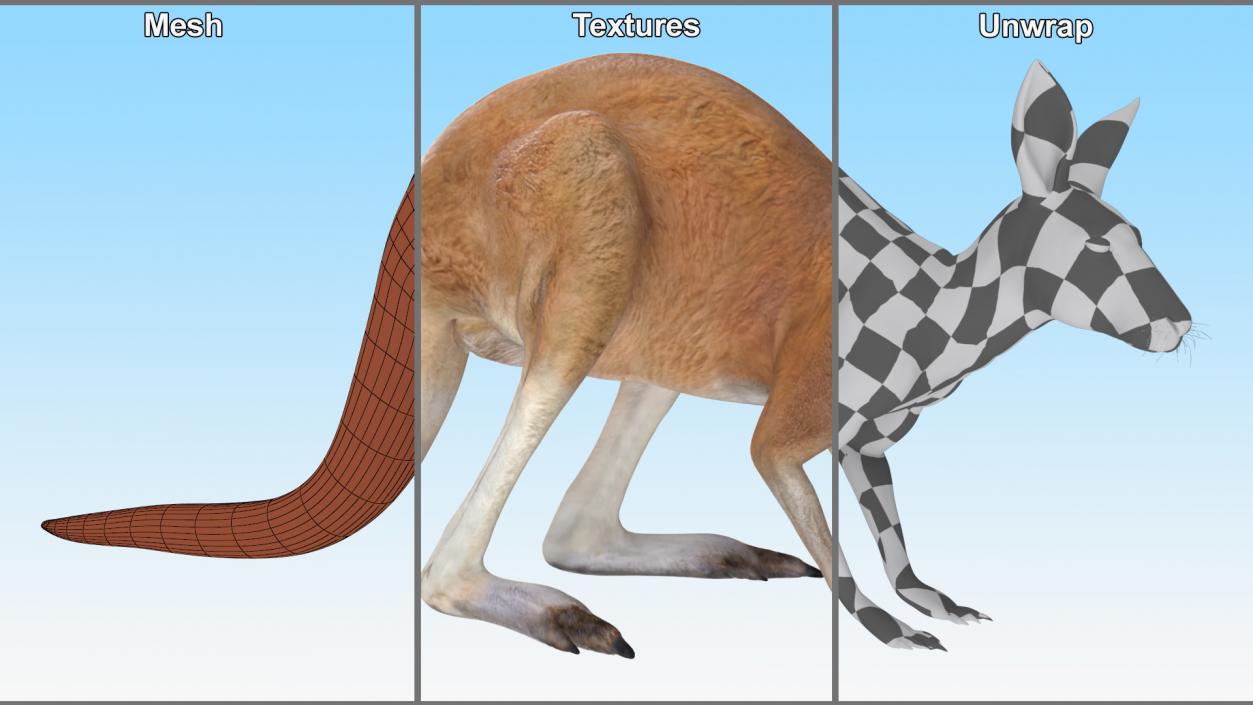 3D Kangaroo Stands on Four Paws model