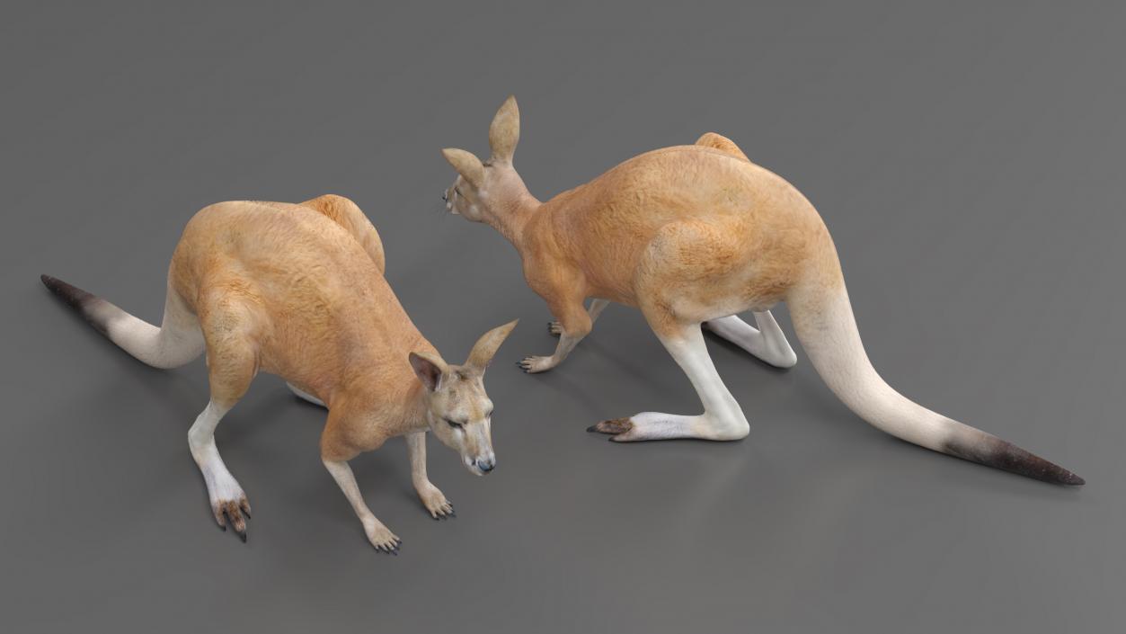 3D Kangaroo Stands on Four Paws model