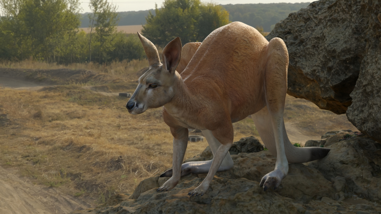 3D Kangaroo Stands on Four Paws model