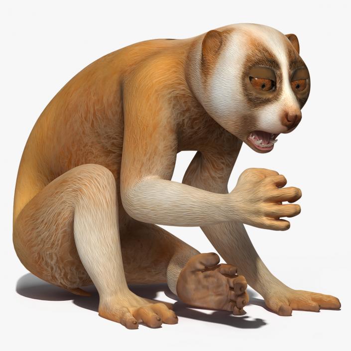 3D Lemur Slow Loris Rigged model