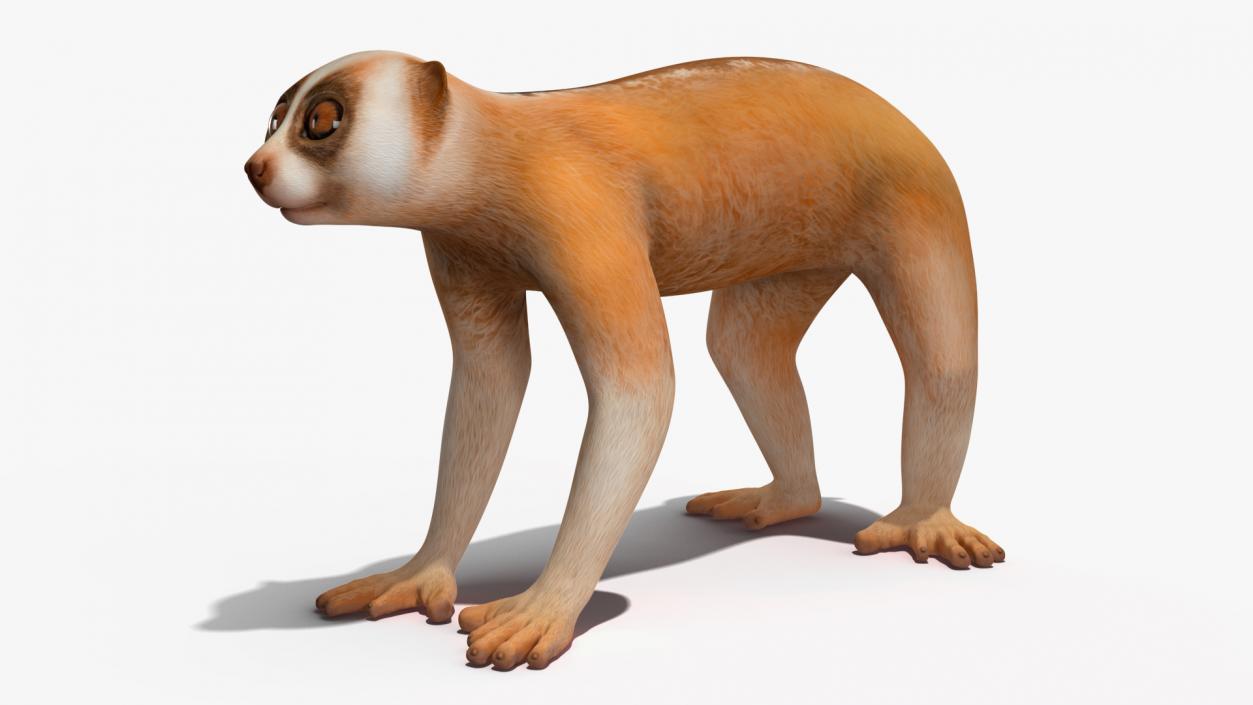 3D Lemur Slow Loris Rigged model